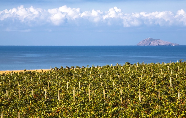 Vini di Sardegna: sulle ali della storia del Mediterraneo