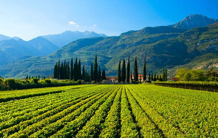 Alto Adige, la Regina dei vini bianchi italiani!