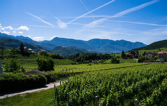 I Vini bianchi dell'Alto Adige