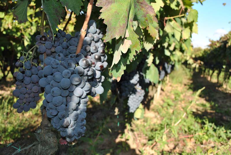 Sangiovese, il vitigno italiano più conosciuto al mondo