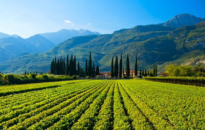 I Vini Rossi dell’Alto Adige: Tra Montagne e Vigneti