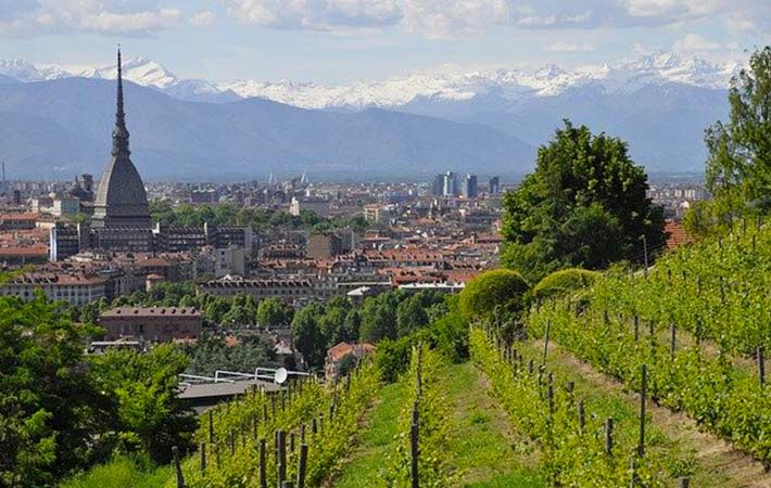 Vigne in collina sopra Torino