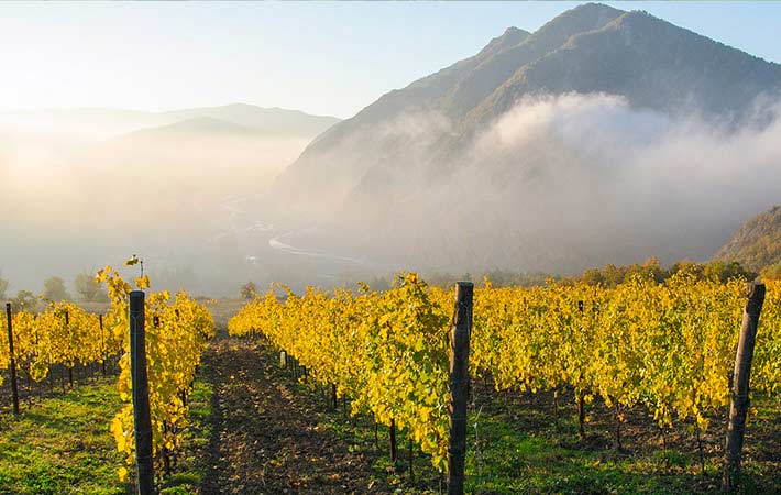 Vigne Piemonte con Nebbia