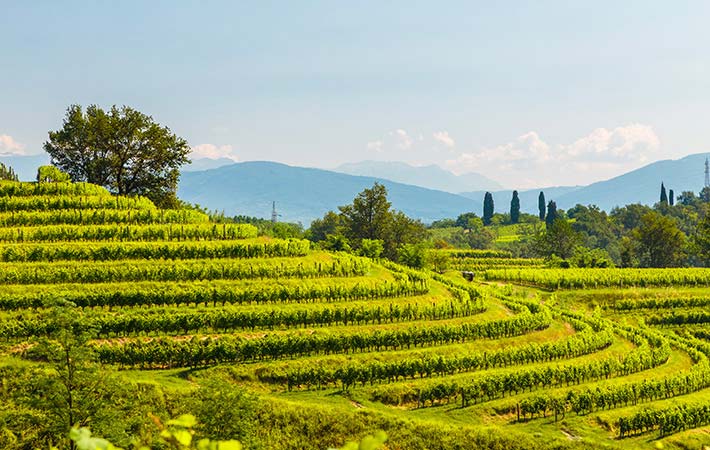 Friuli Vitigni in collina
