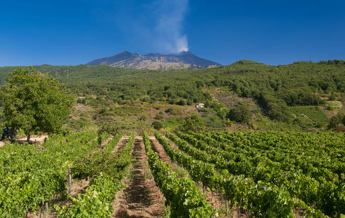 etna.vitigni.sicilia