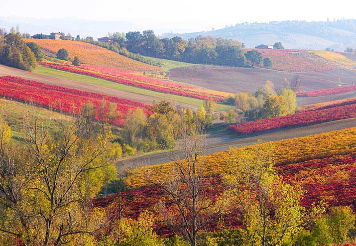 Vitigni in Emilia Romagna di Lambrusco vino che mette allegria