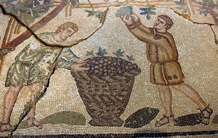 Antico Mosaico raffigurante momenti della vendemmia