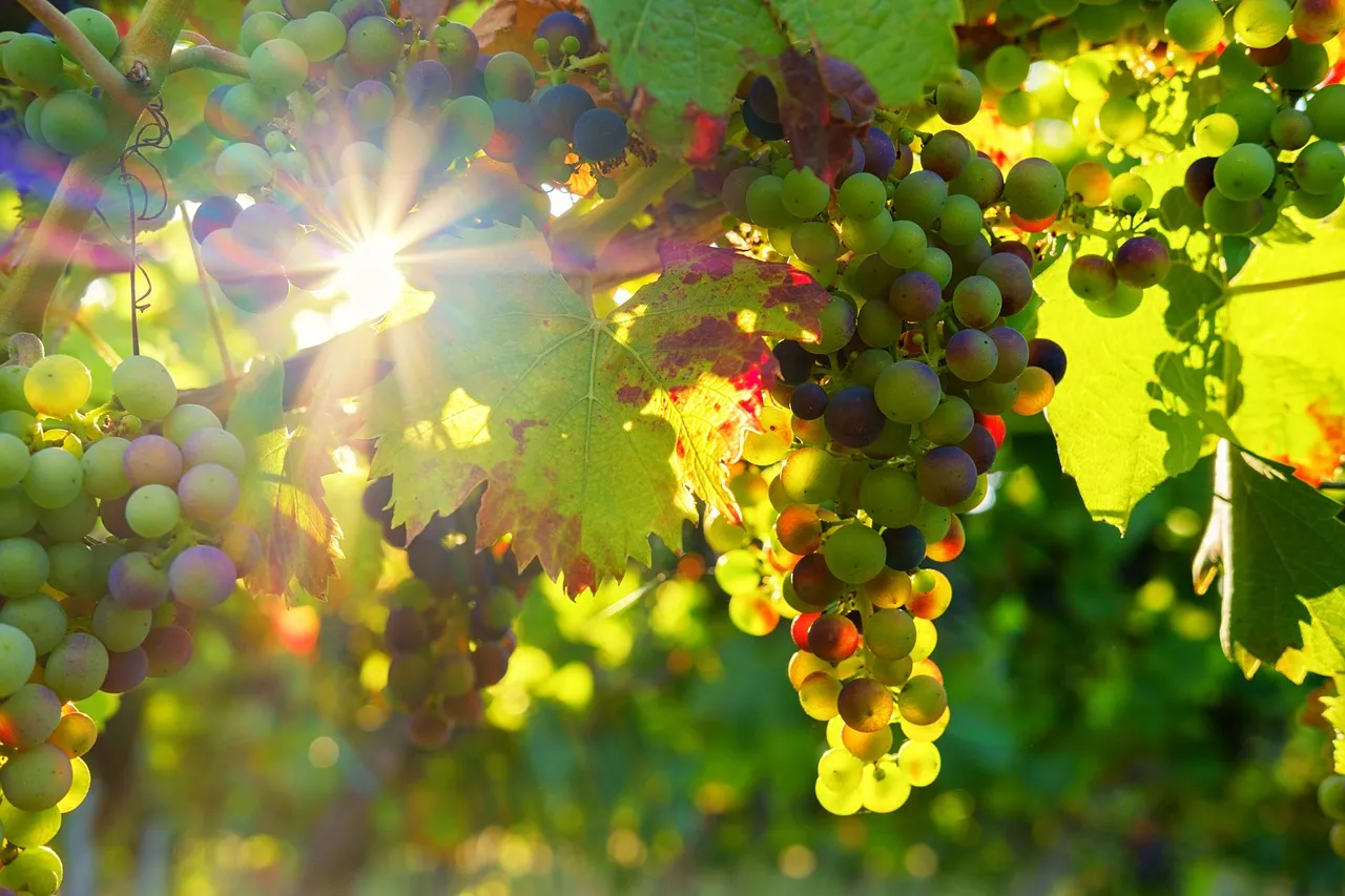 I vigneti della Trento DOC