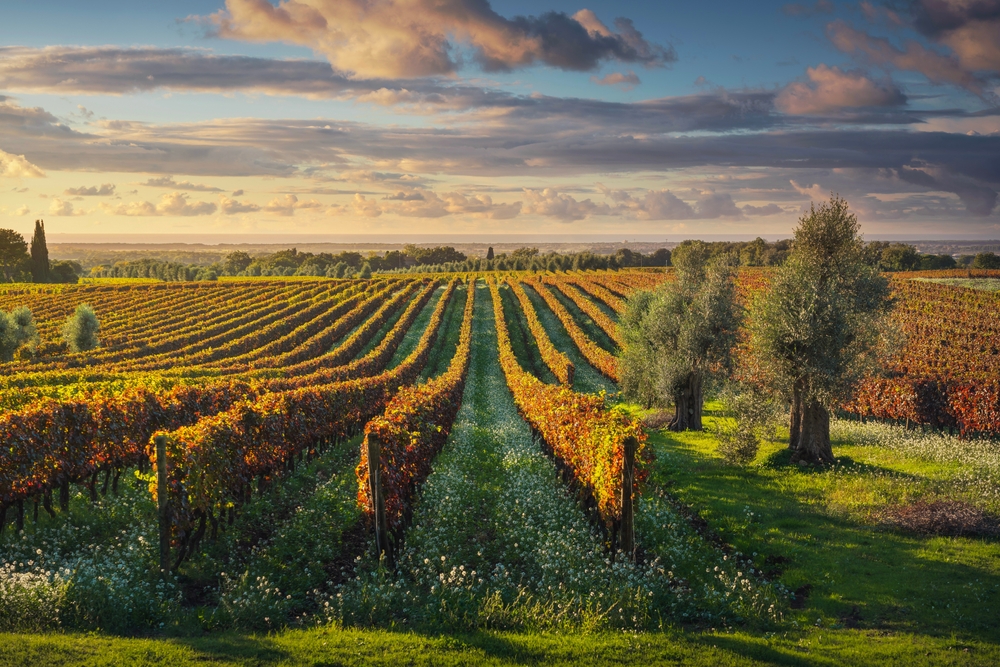 Vigneti - Bolgheri