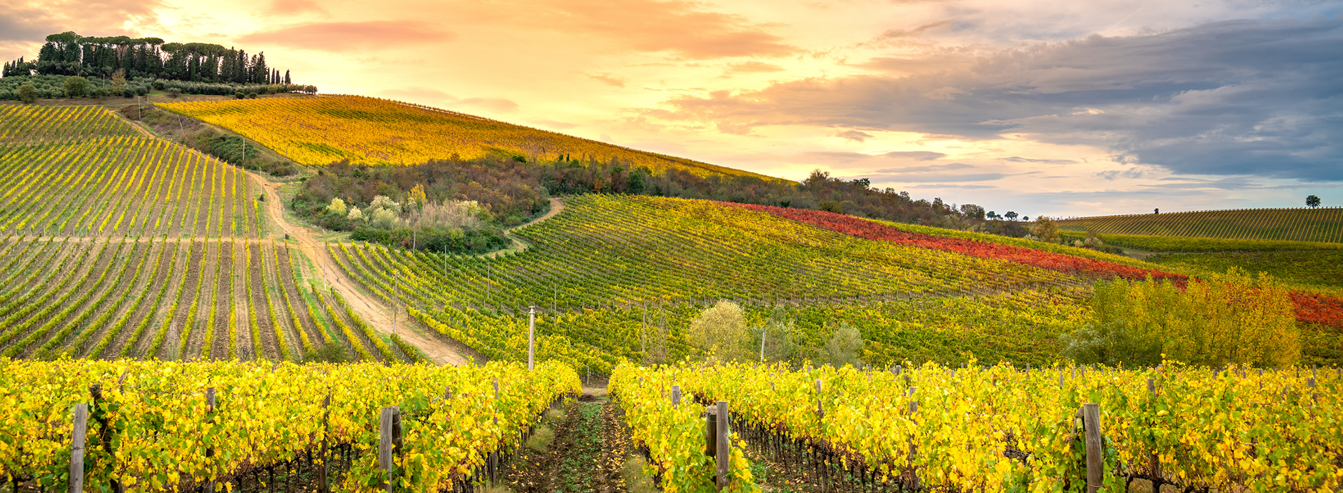 Chianti: Tradizione ed Eccellenza del Vino Toscano